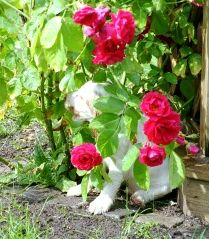 Sandy, "Ferdinand" luktar på sina blommor